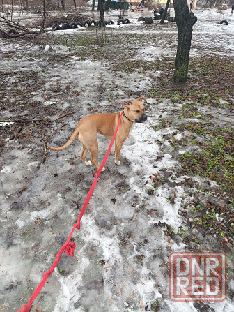 Отдам собаку Макеевка - изображение 4