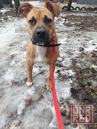 Отдам собаку Макеевка - изображение 2