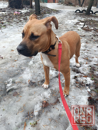 Отдам собаку Макеевка - изображение 1