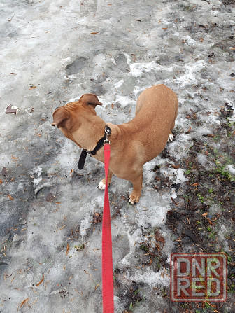 Отдам собаку Макеевка - изображение 5