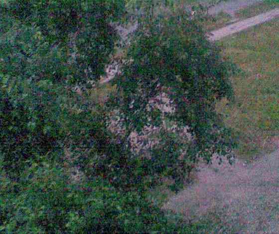 Вместо белых машин упряжки Донецк