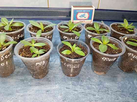 Рассада - эустома лизиантус Донецк