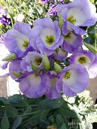 Рассада - эустома лизиантус Донецк