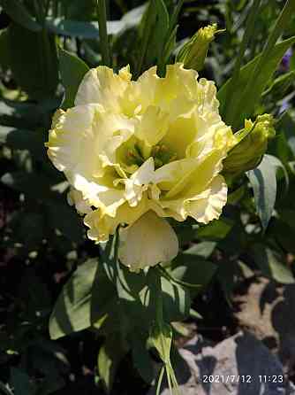 Рассада - эустома лизиантус Донецк