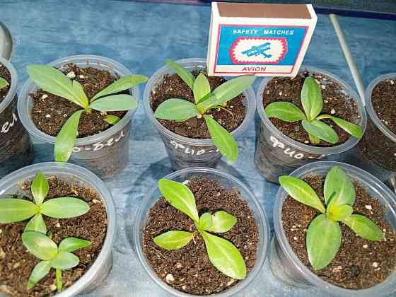 Рассада - эустома лизиантус Донецк