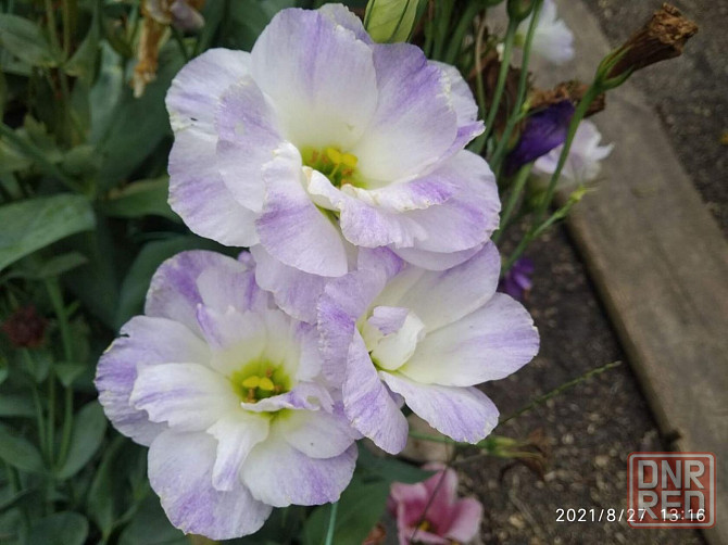 Рассада - эустома лизиантус Донецк - изображение 7