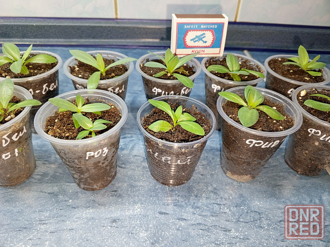 Рассада - эустома лизиантус Донецк - изображение 3