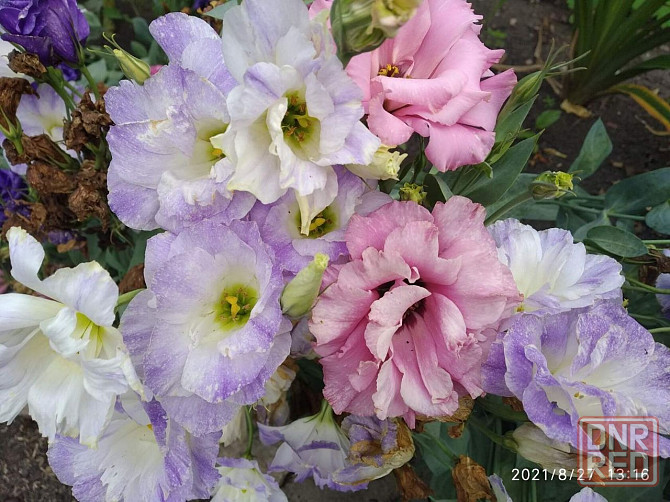 Рассада - эустома лизиантус Донецк - изображение 5