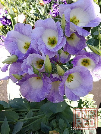 Рассада - эустома лизиантус Донецк - изображение 6