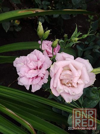 Рассада - эустома лизиантус Донецк - изображение 8