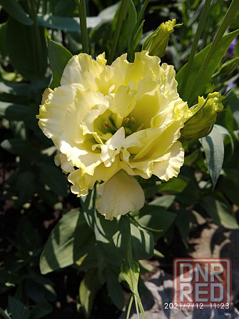 Рассада - эустома лизиантус Донецк - изображение 4