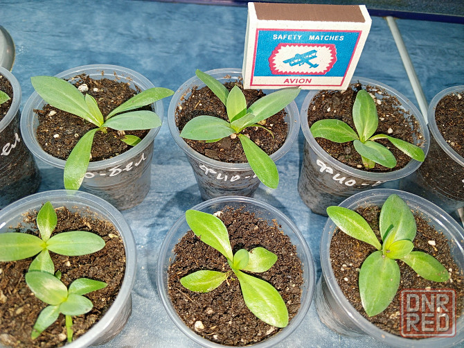 Рассада - эустома лизиантус Донецк - изображение 2