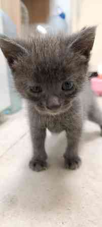 Котики шотландская прямоухая Макеевка