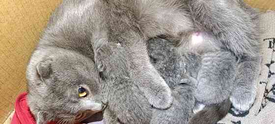 Котики шотландская вислоухая Макеевка