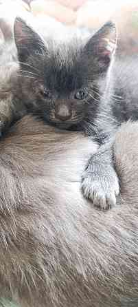 Котики шотландская прямоухая Макеевка