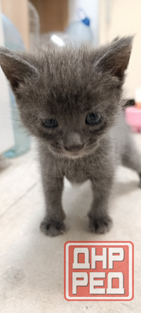 Котики шотландская прямоухая Макеевка - изображение 2