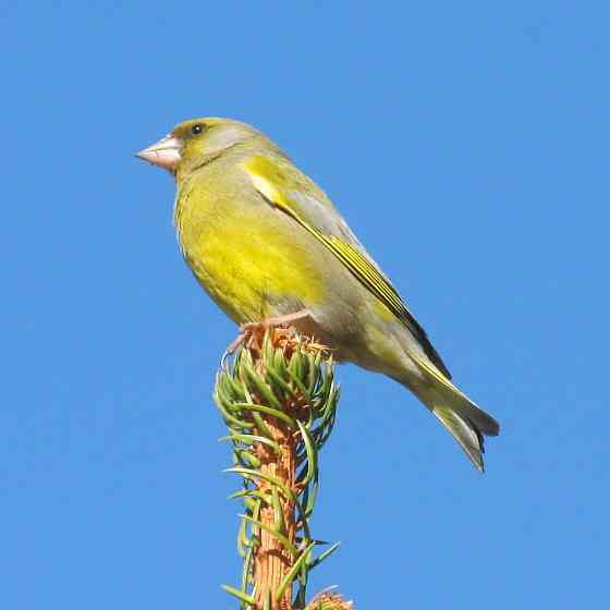 Певчие птицы. Донецк