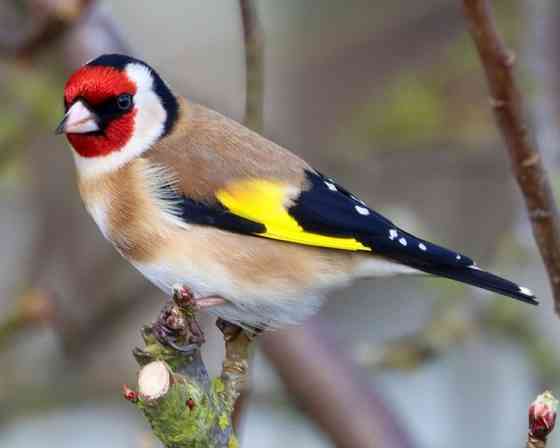 Певчие птицы. Донецк