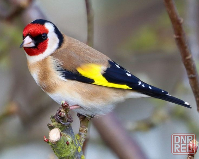 Певчие птицы. Донецк - изображение 1