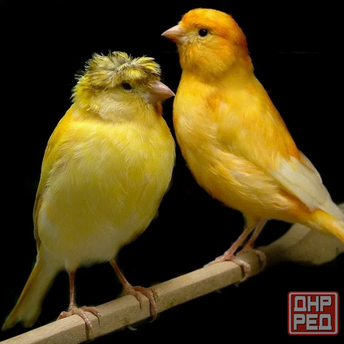 Певчие птицы. Донецк - изображение 1