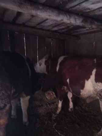 Продам бычков Донецк