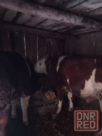 Продам бычков Донецк - изображение 1