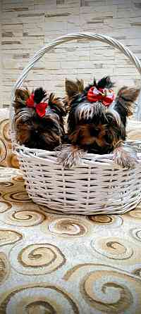 Продам щенков йорка Донецк