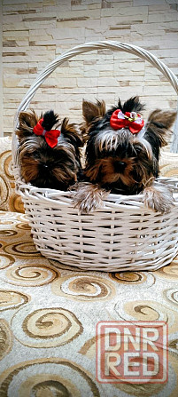 Продам щенков йорка Донецк - изображение 2