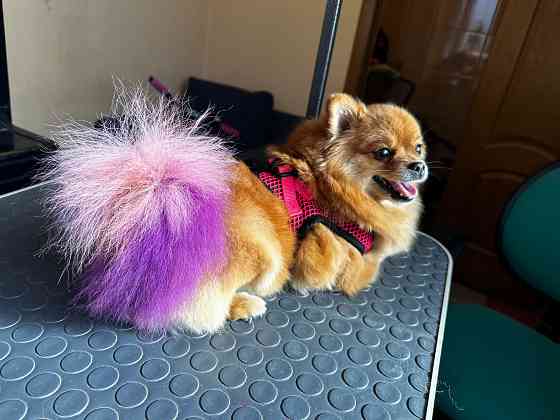 Груминг животных Донецк