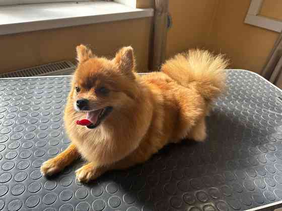 Груминг животных Донецк