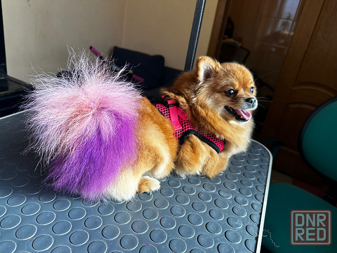 Груминг животных Донецк - изображение 1