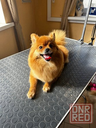 Груминг животных Донецк - изображение 3