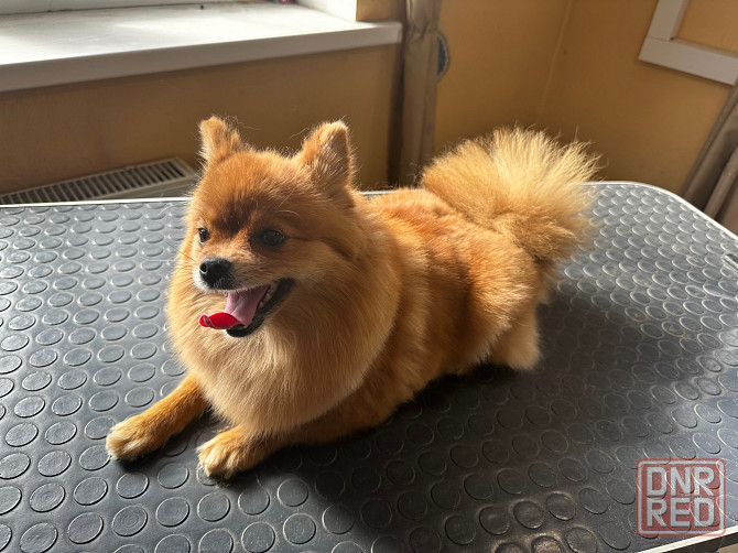 Груминг животных Донецк - изображение 2