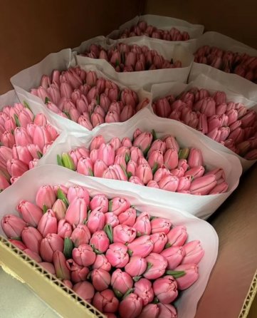 Тюльпаны оптом Снежное