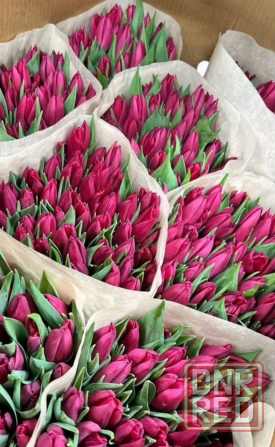 Тюльпаны оптом Снежное - изображение 2