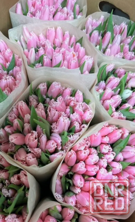 Тюльпаны оптом Снежное - изображение 1
