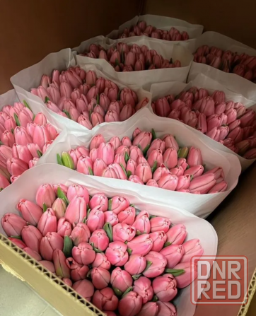 Тюльпаны оптом Снежное - изображение 3