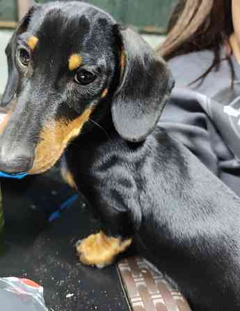 Вязка таксы Донецк