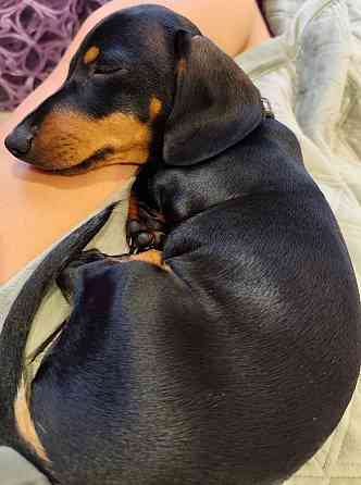 Вязка таксы Донецк