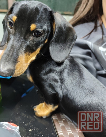 Вязка таксы Донецк - изображение 1