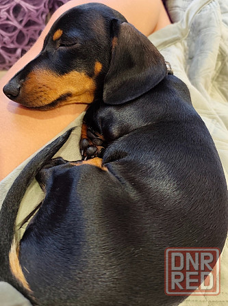 Вязка таксы Донецк - изображение 2