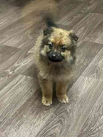 Прекрасная девочка и верный друг Макеевка