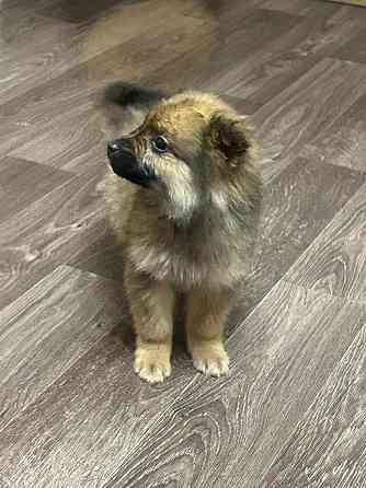 Прекрасная девочка и верный друг Макеевка