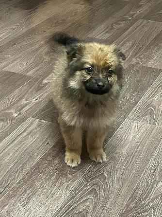 Прекрасная девочка и верный друг Макеевка