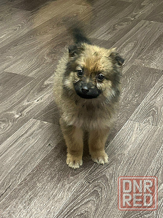 Прекрасная девочка и верный друг Макеевка - изображение 3