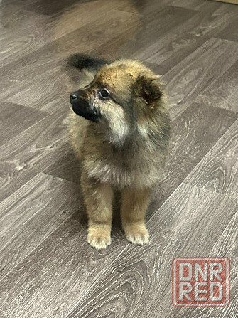 Прекрасная девочка и верный друг Макеевка - изображение 1