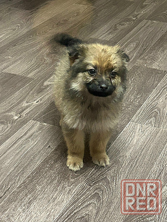 Прекрасная девочка и верный друг Макеевка - изображение 2