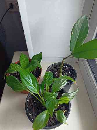 Распродажа молодых растений Донецк