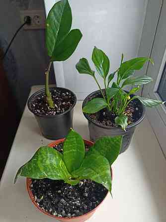 Распродажа молодых растений Донецк