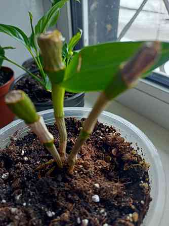 Распродажа молодых растений Донецк